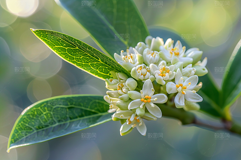 桂花植物自然摄影图