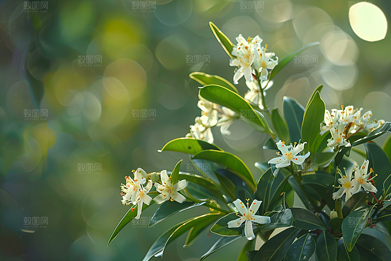 桂花初秋四季桂摄影图