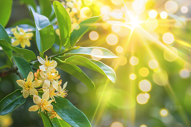 桂花花朵芬芳摄影图