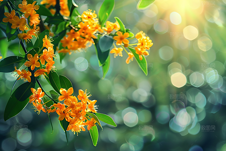 桂花高清四季桂摄影图