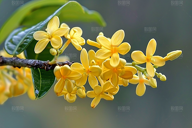 桂花初秋金桂摄影图