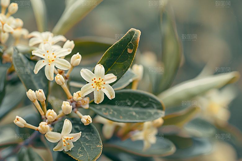桂花高清金桂摄影图