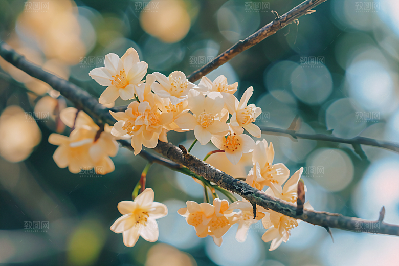 桂花高清四季桂摄影图