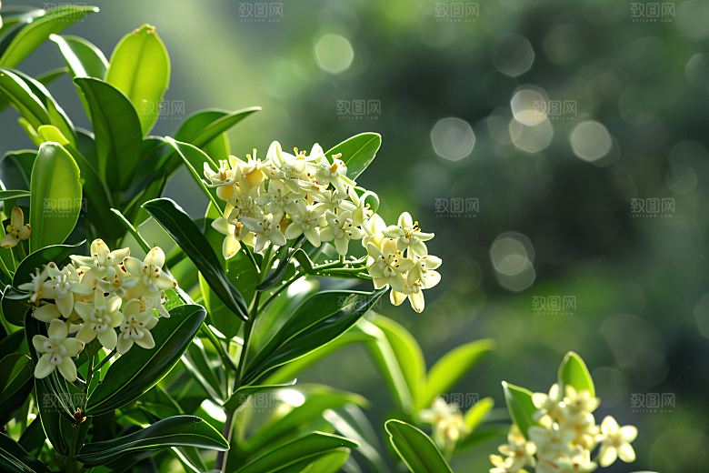 桂花金桂芬芳摄影图