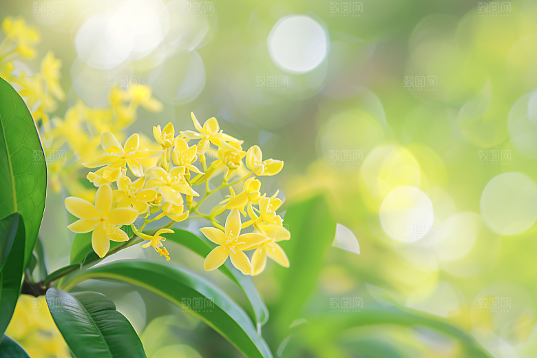 桂花自然花卉摄影图