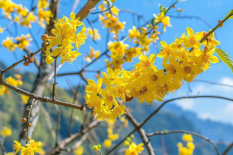 桂花金桂植物摄影图