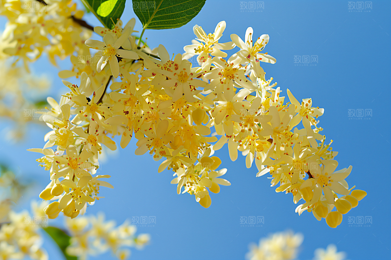 桂花花朵芬芳摄影图