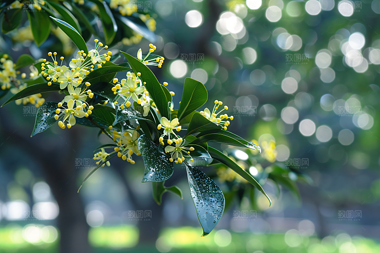 桂花芬芳自然摄影图