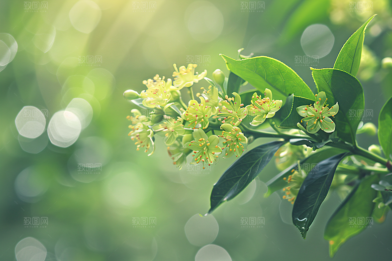 桂花唯美花卉摄影图