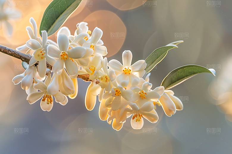 桂花花朵植物摄影图