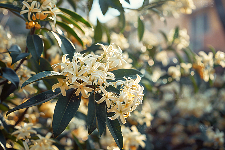 桂花植物金桂摄影图