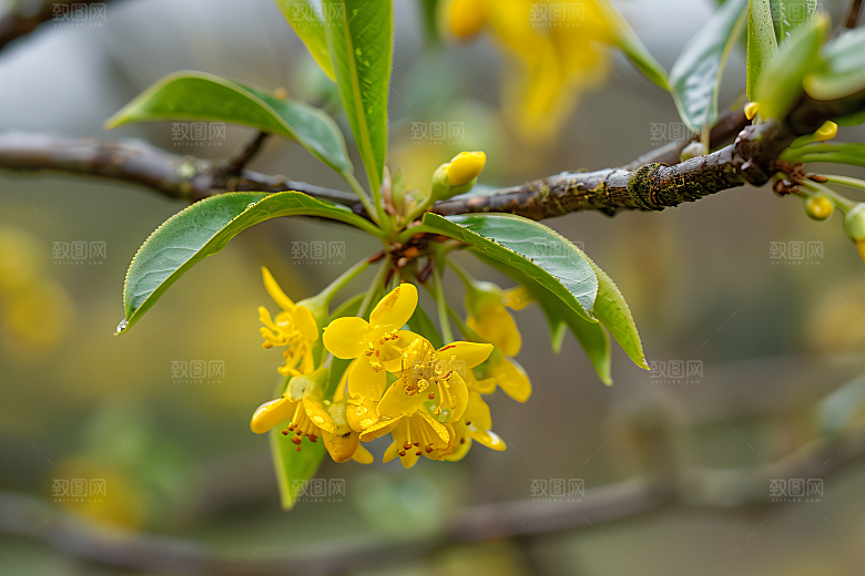 桂花高清花朵摄影图