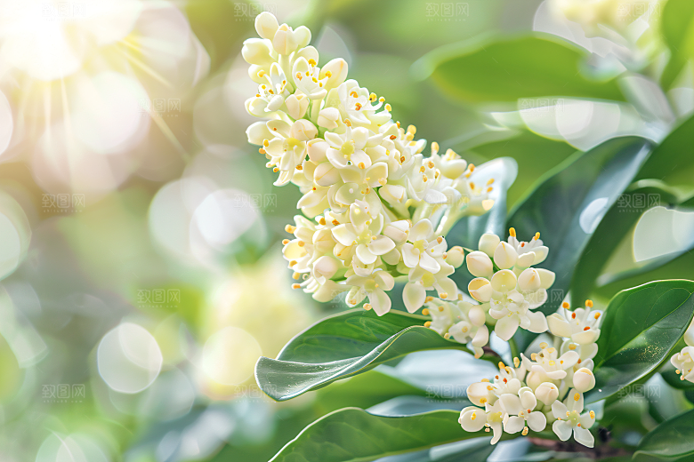 桂花四季桂高清摄影图