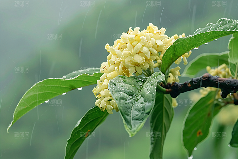 桂花花卉金桂摄影图