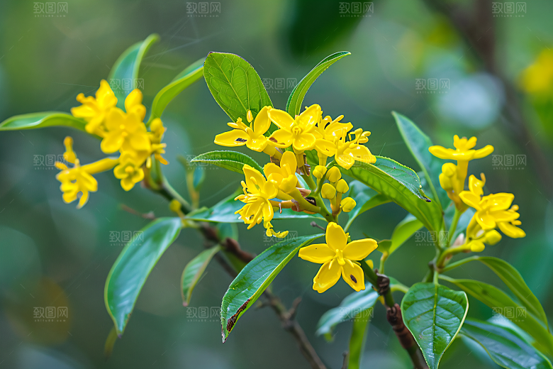 桂花植物高清摄影图