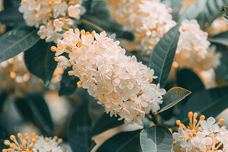 桂花自然树木摄影图