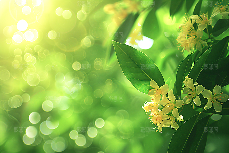 桂花四季桂树木摄影图