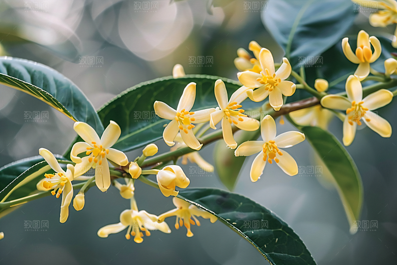 桂花金桂高清摄影图