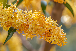 桂花芳香芬芳摄影图