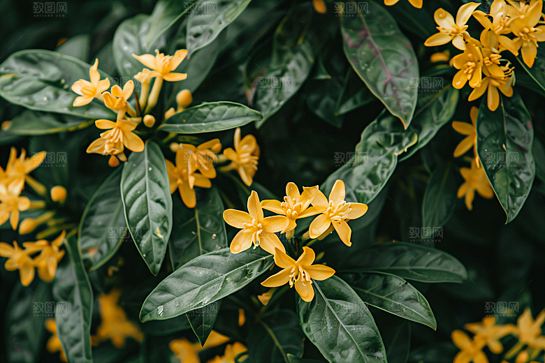 桂花高清芳香摄影图