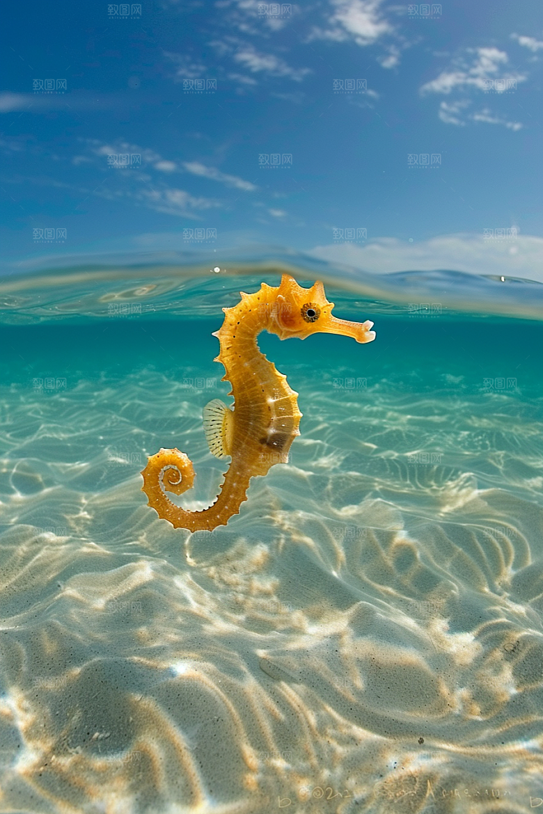 海马生态大海素材