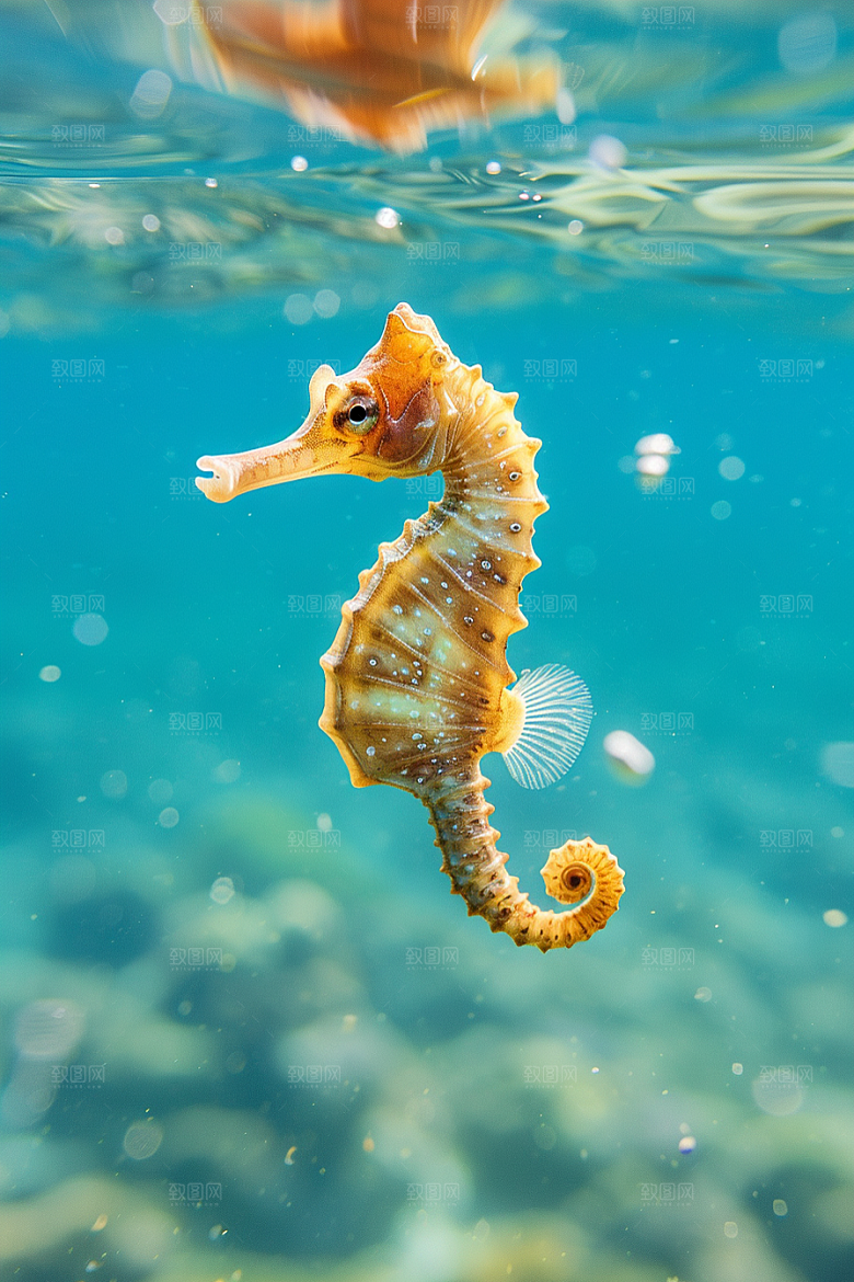 海马保护环境生态素材