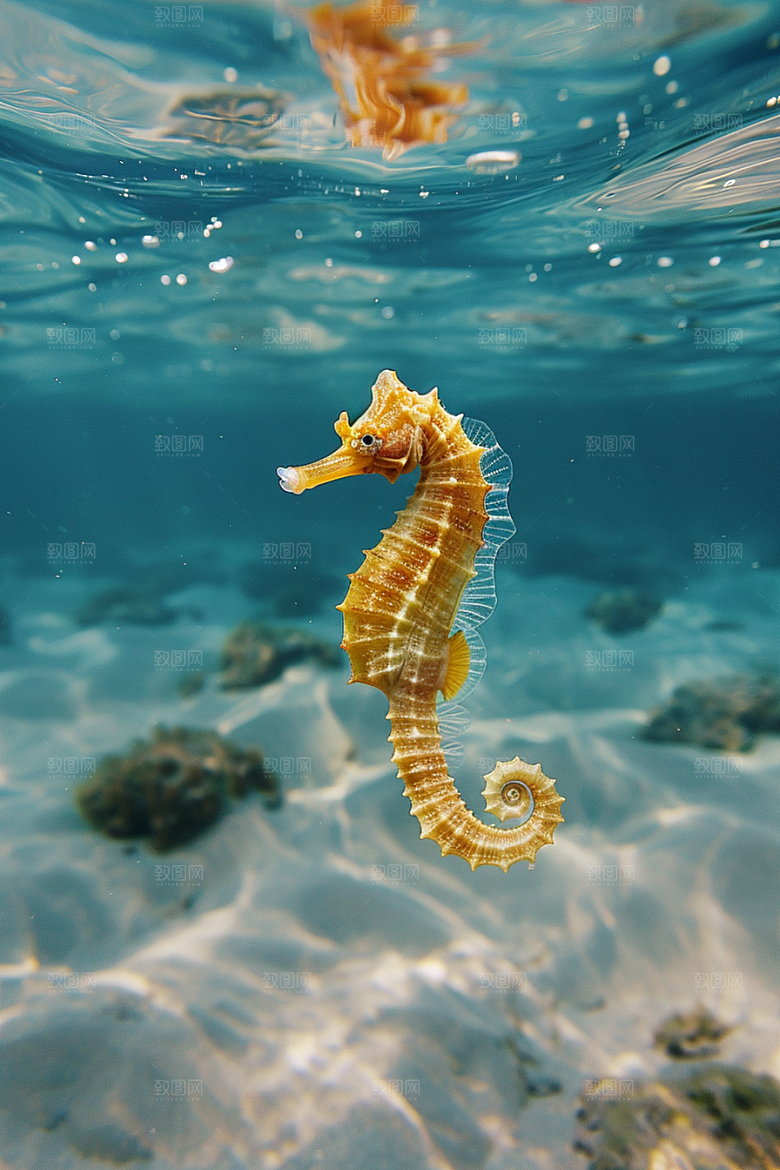 海马自然珊瑚礁素材