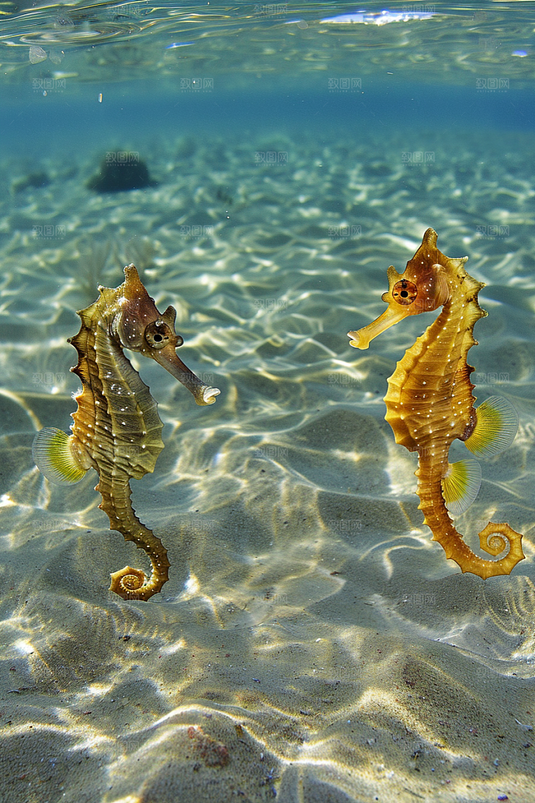 海马环保生态素材