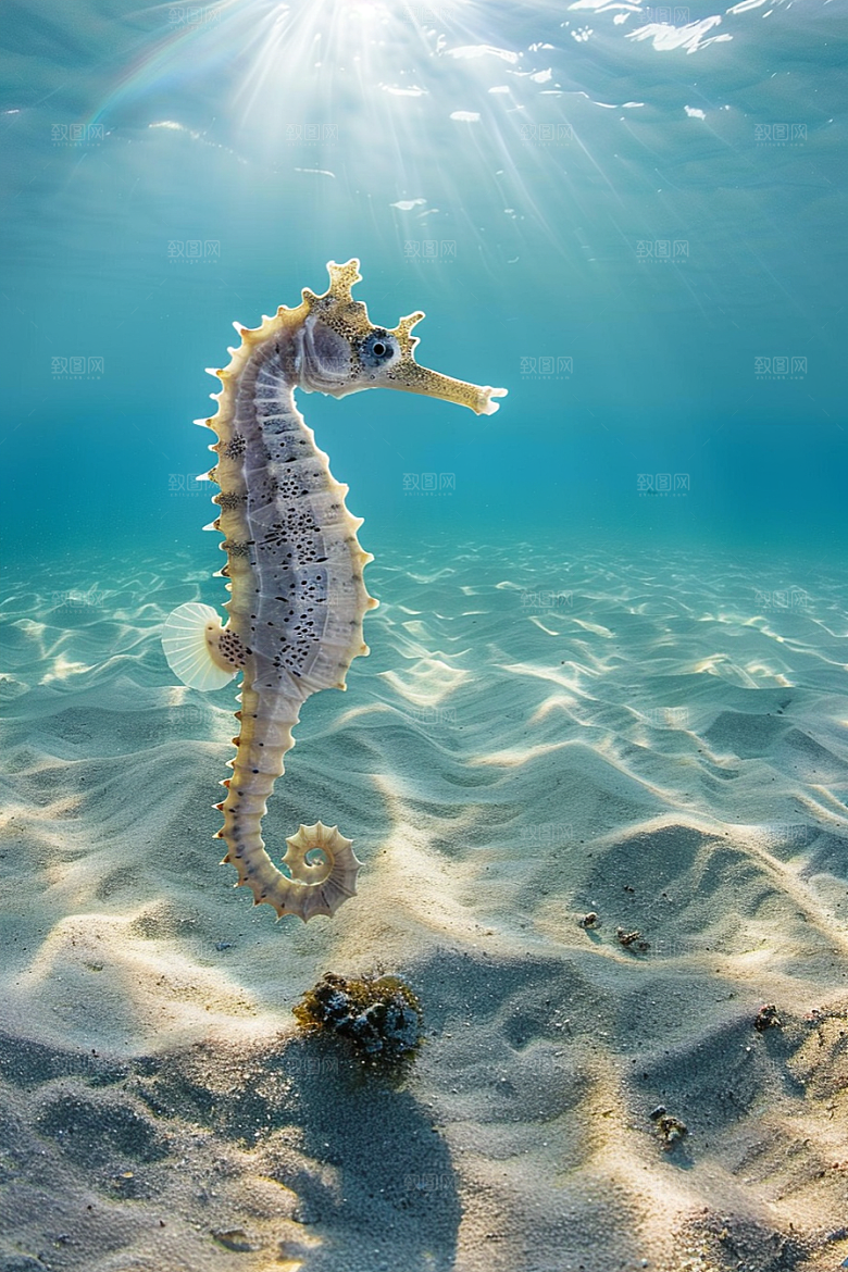 海马保护动物自然素材