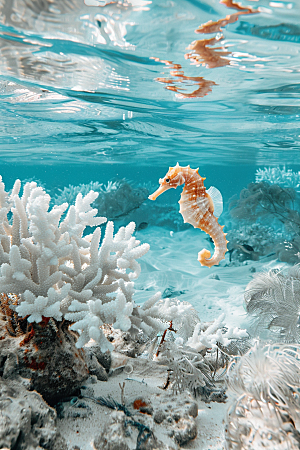 海马海底海洋生物素材