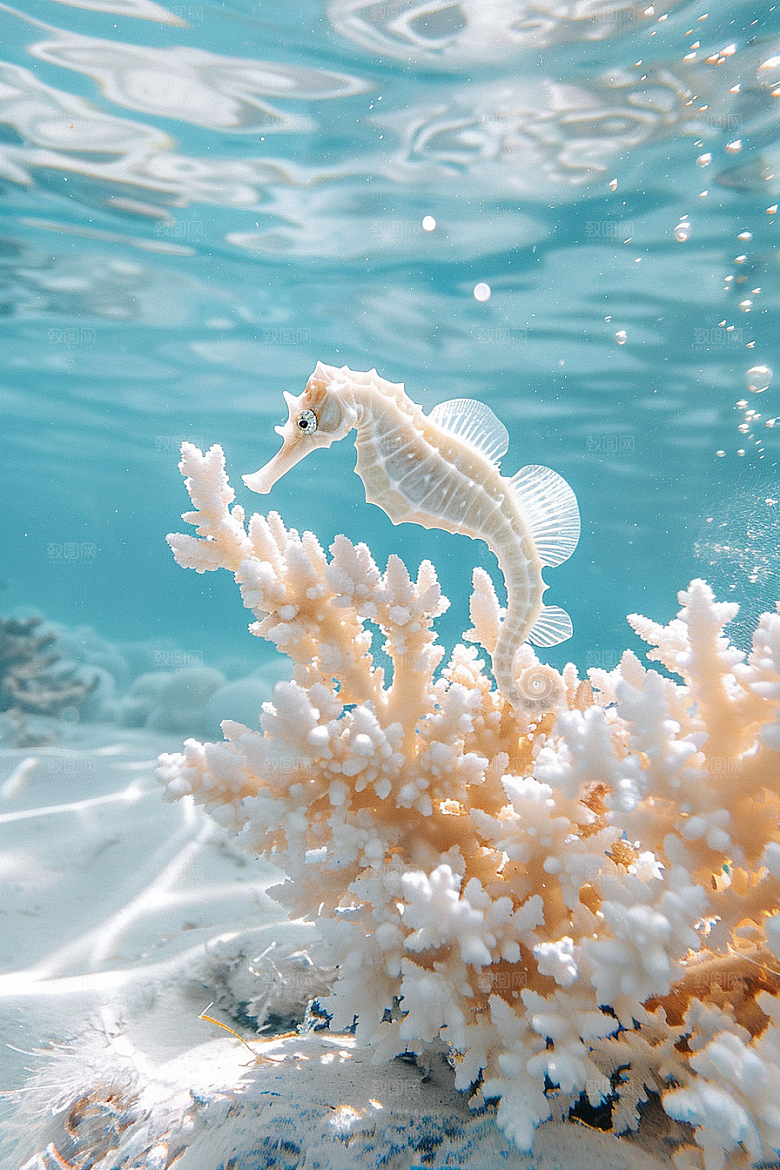 海马生态珊瑚礁素材