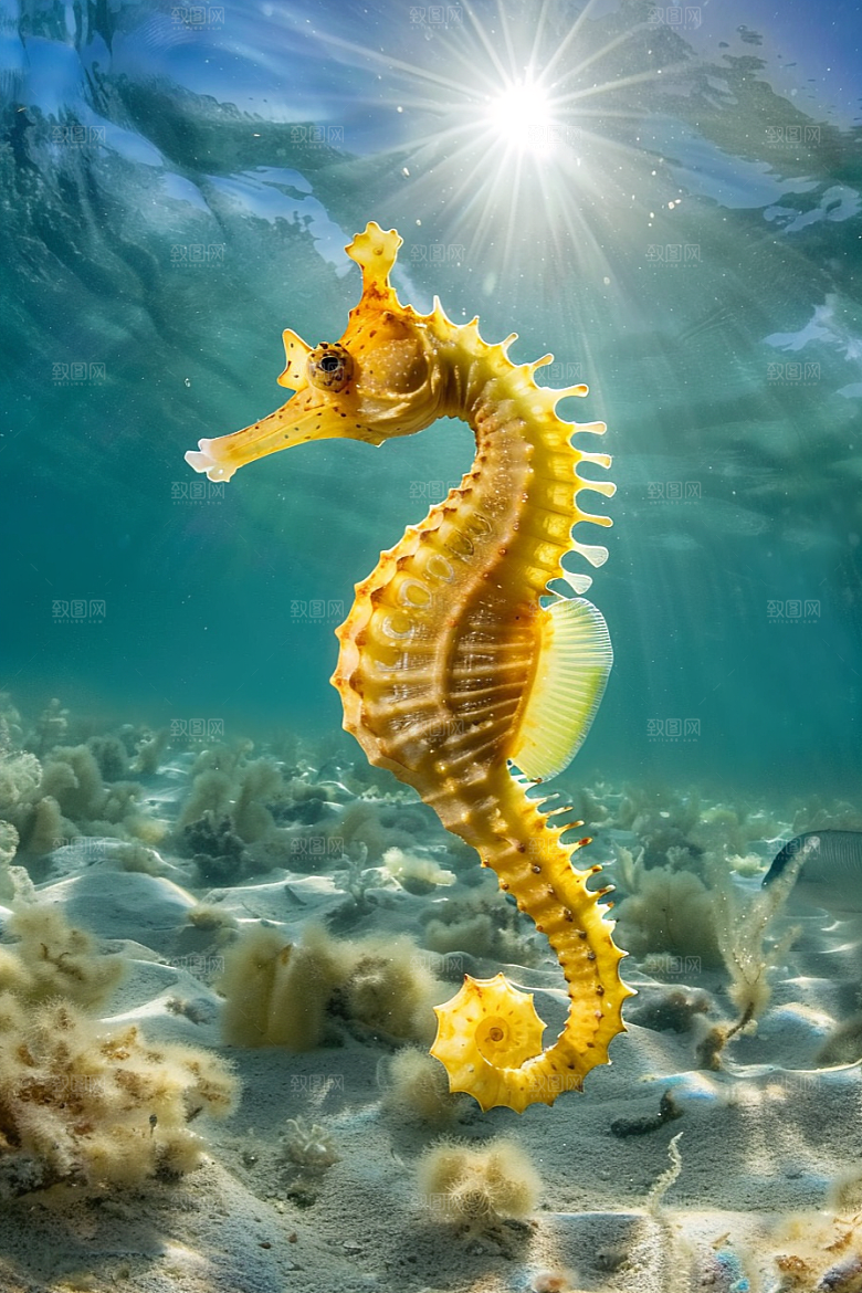 海马珊瑚礁保护环境素材