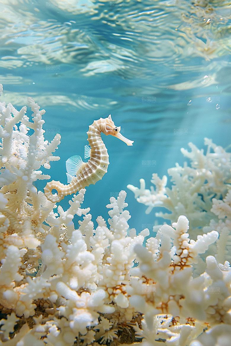 海马海底大海素材