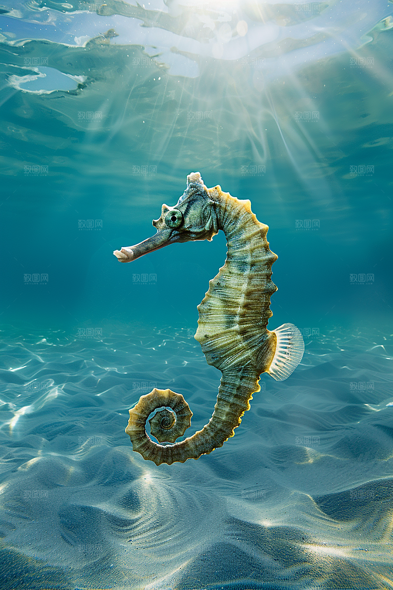 海马环保高清素材