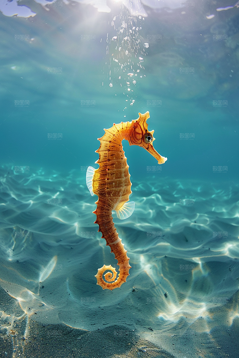 海马高清自然素材