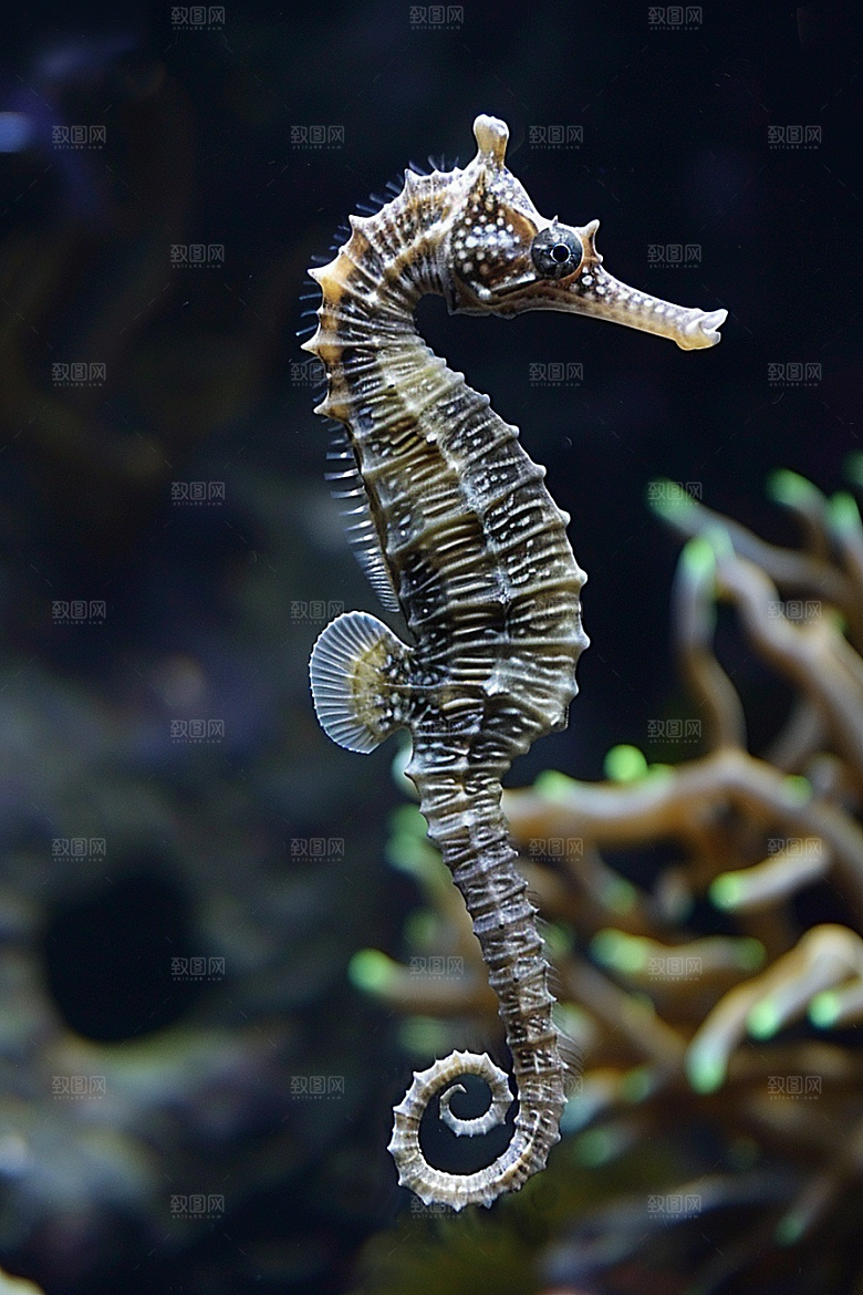 海马海底高清素材