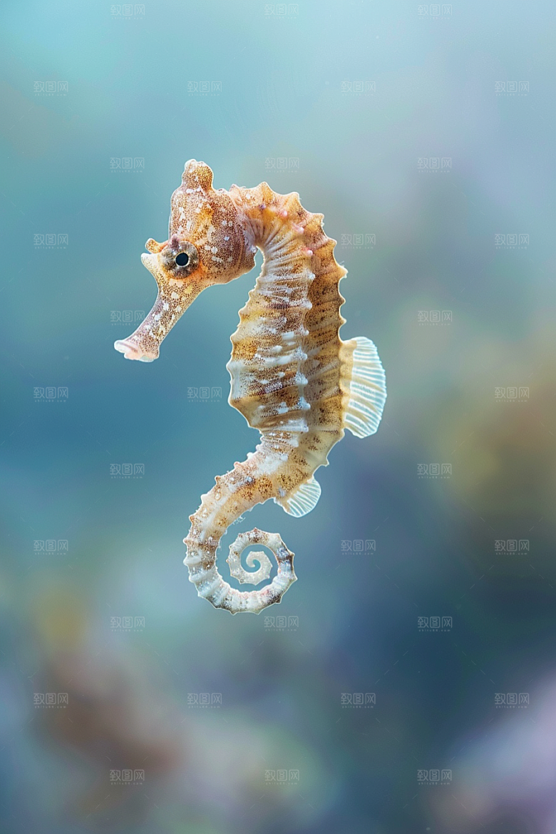 海马自然保护动物素材