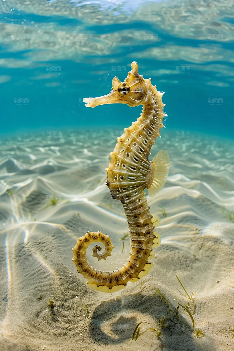 海马高清海洋生物素材