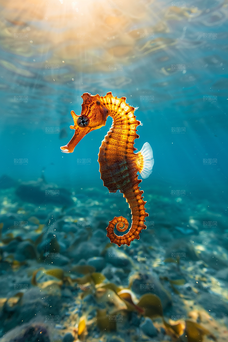 海马自然大海素材