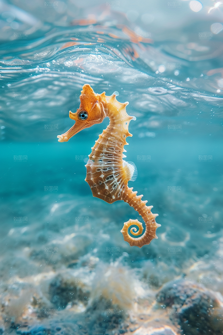 海马生态海底素材