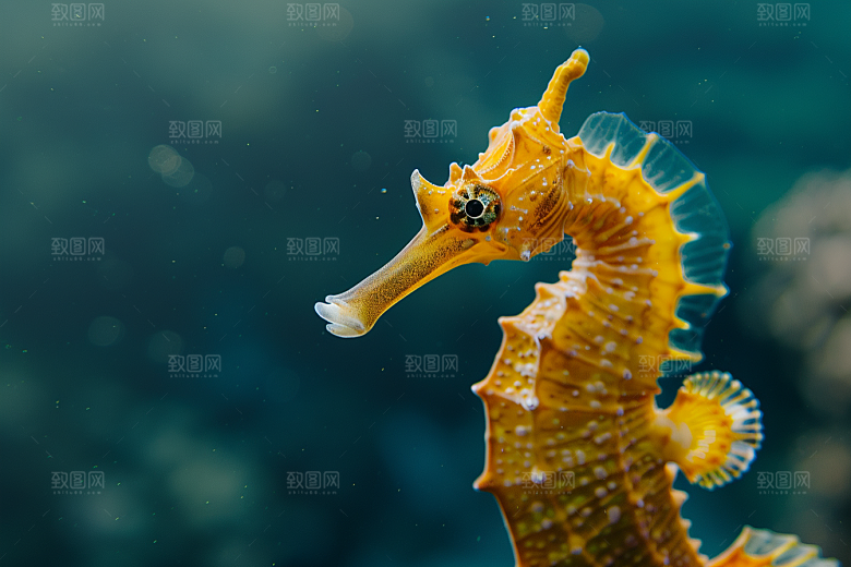 海马保护环境环保素材