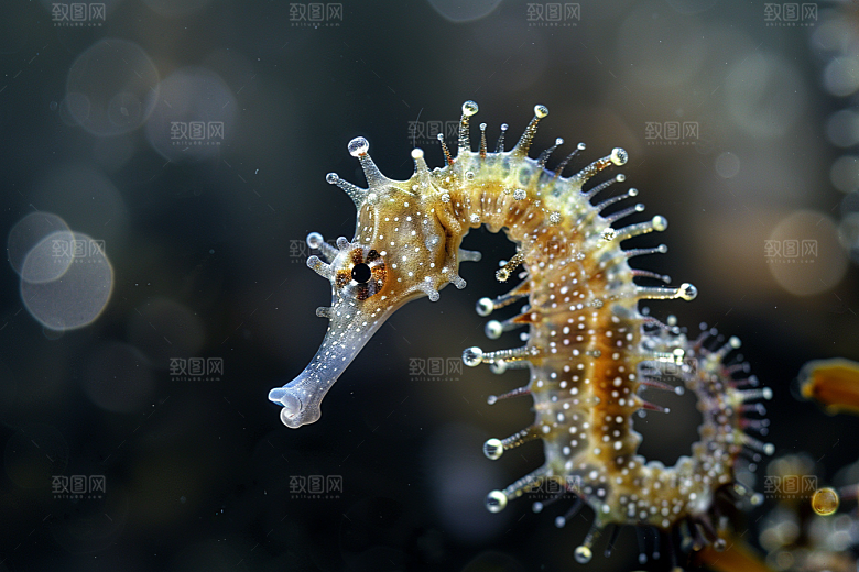 海马环保高清素材