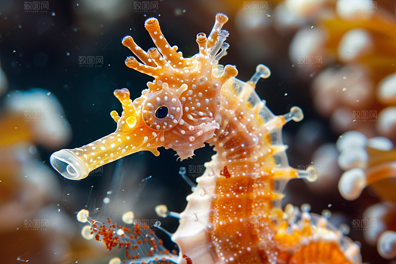 海马自然海底素材