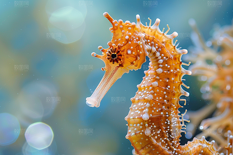 海马海洋生物保护环境素材