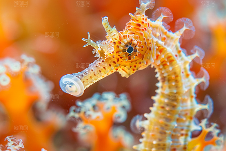 海马海洋生物环保素材