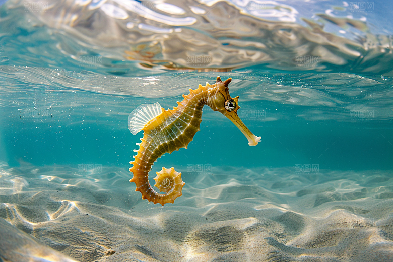 海马大海生态素材