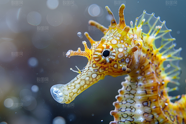 海马生态保护环境素材