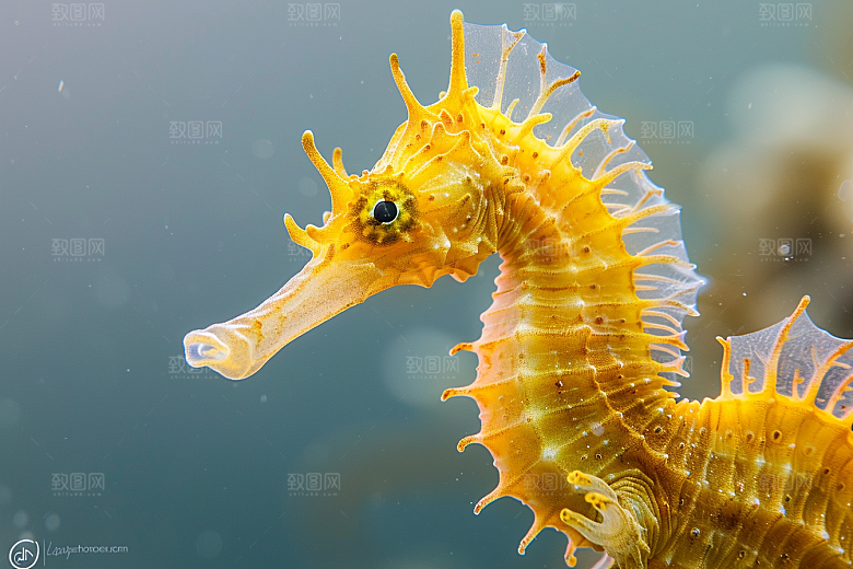 海马大海生态素材