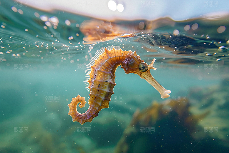 海马海洋生物生态素材