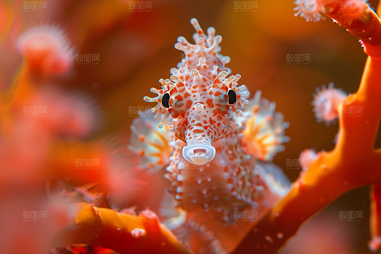 海马珊瑚礁海底素材